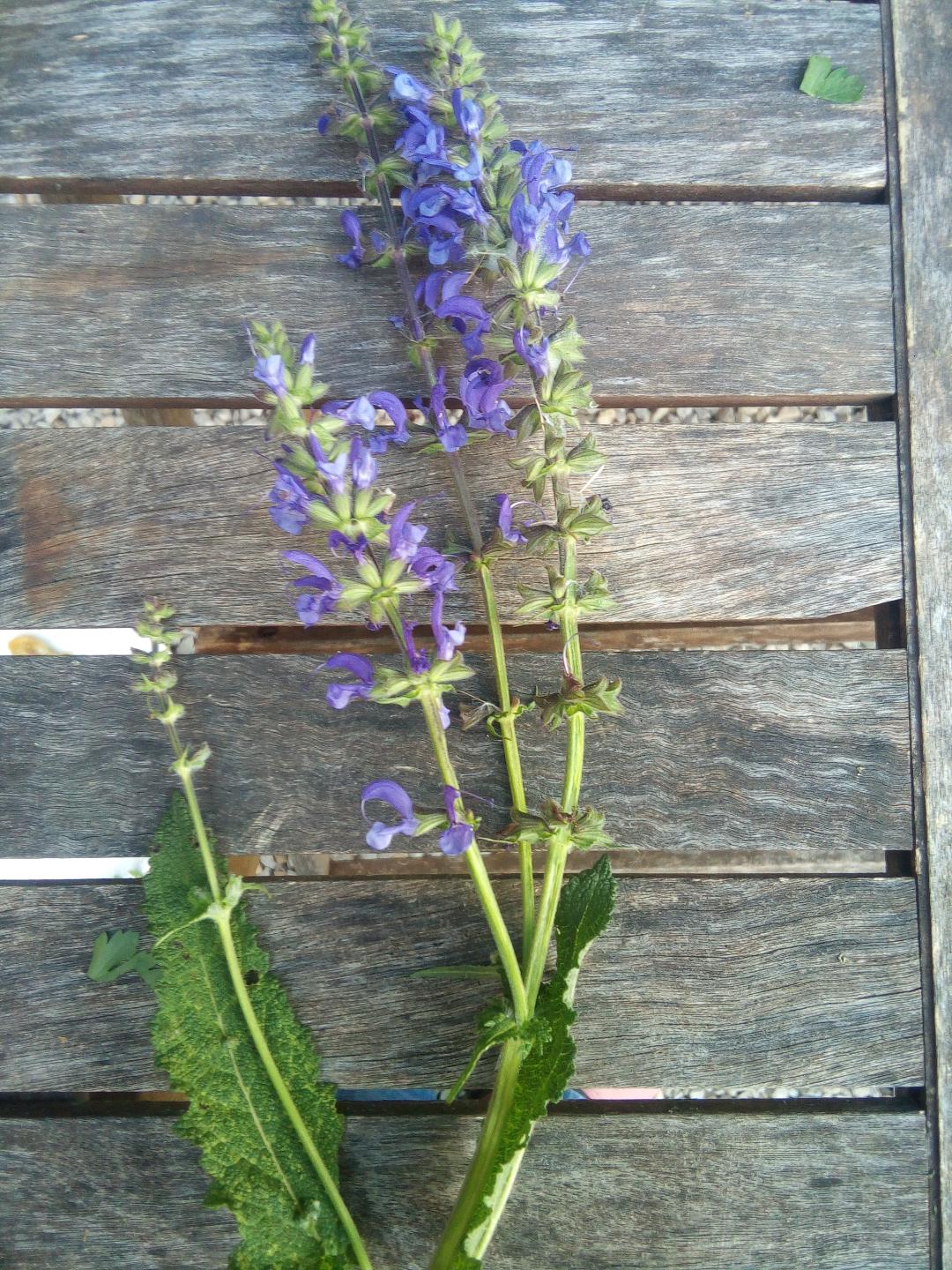 Annexe IMG_20200426_173450.jpg