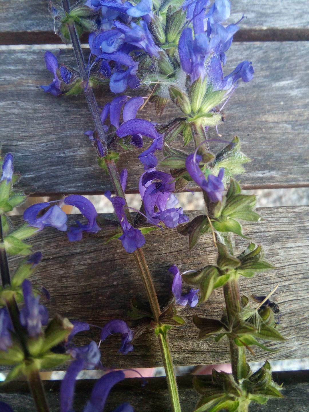 Annexe IMG_20200426_173458.jpg