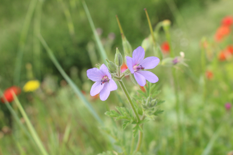 Annexe Erodium_ciconium.JPG