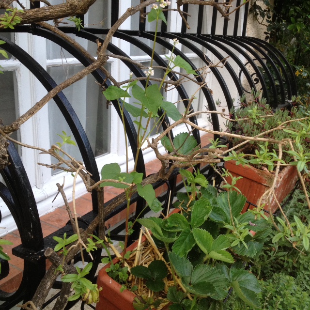 Annexe IMG_3904 (1).JPG