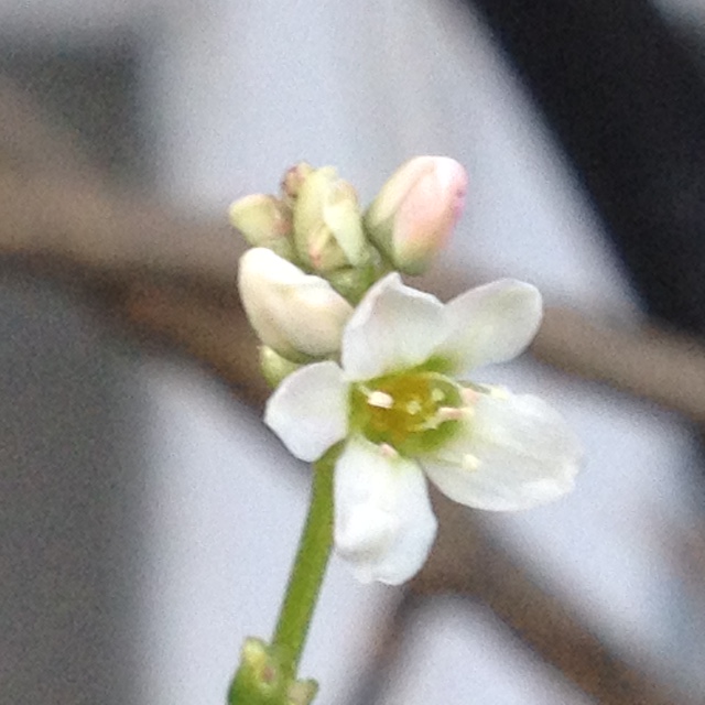 Annexe IMG_3905 (1).JPG