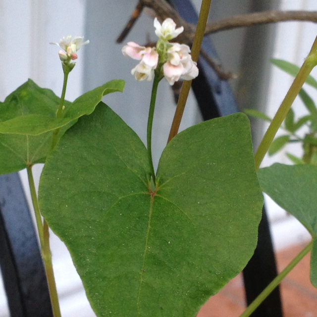 Annexe IMG_3907 (1).JPG