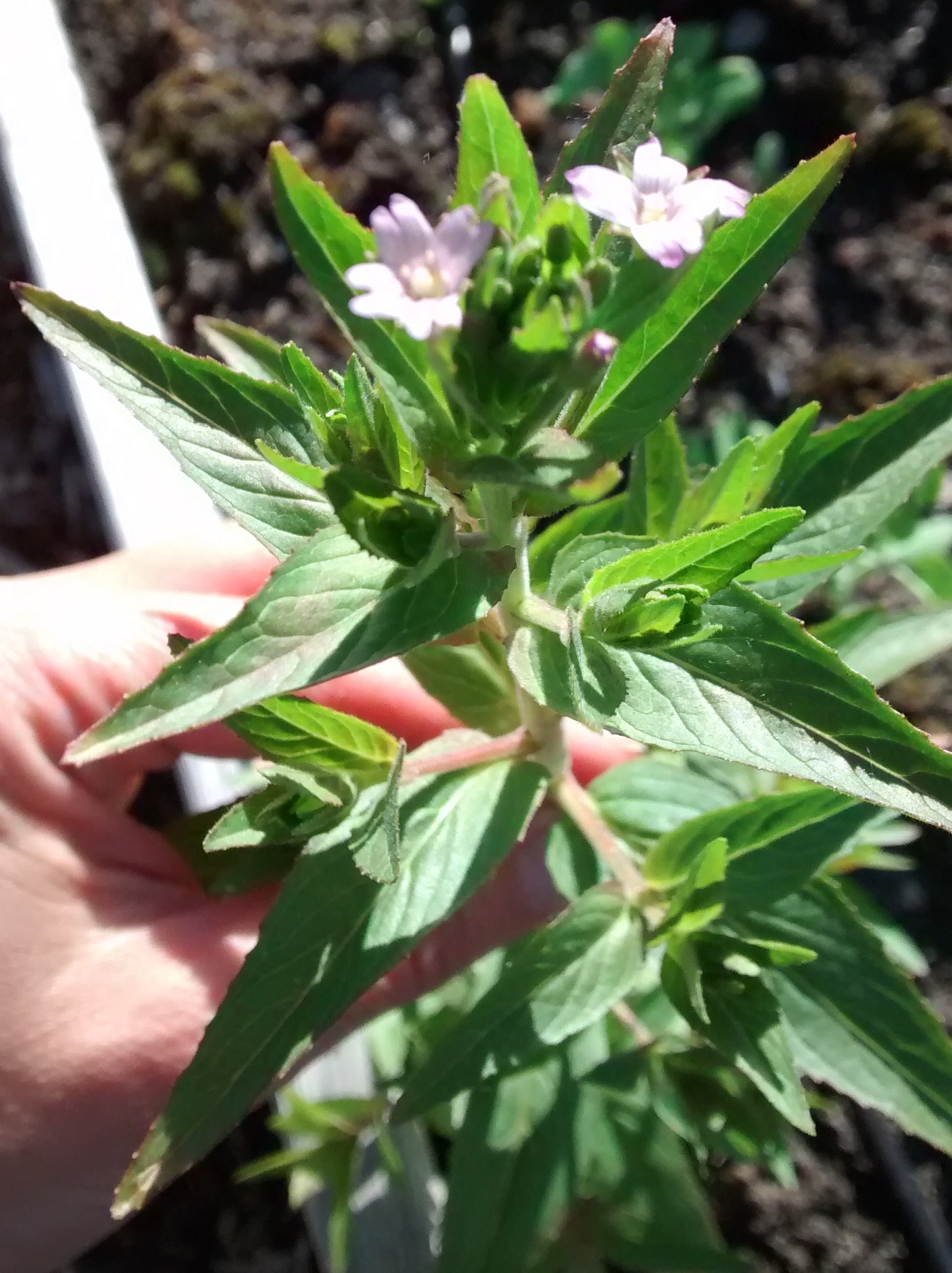Annexe Épilobe glanduleux - Epilobium glandulosum.jpg