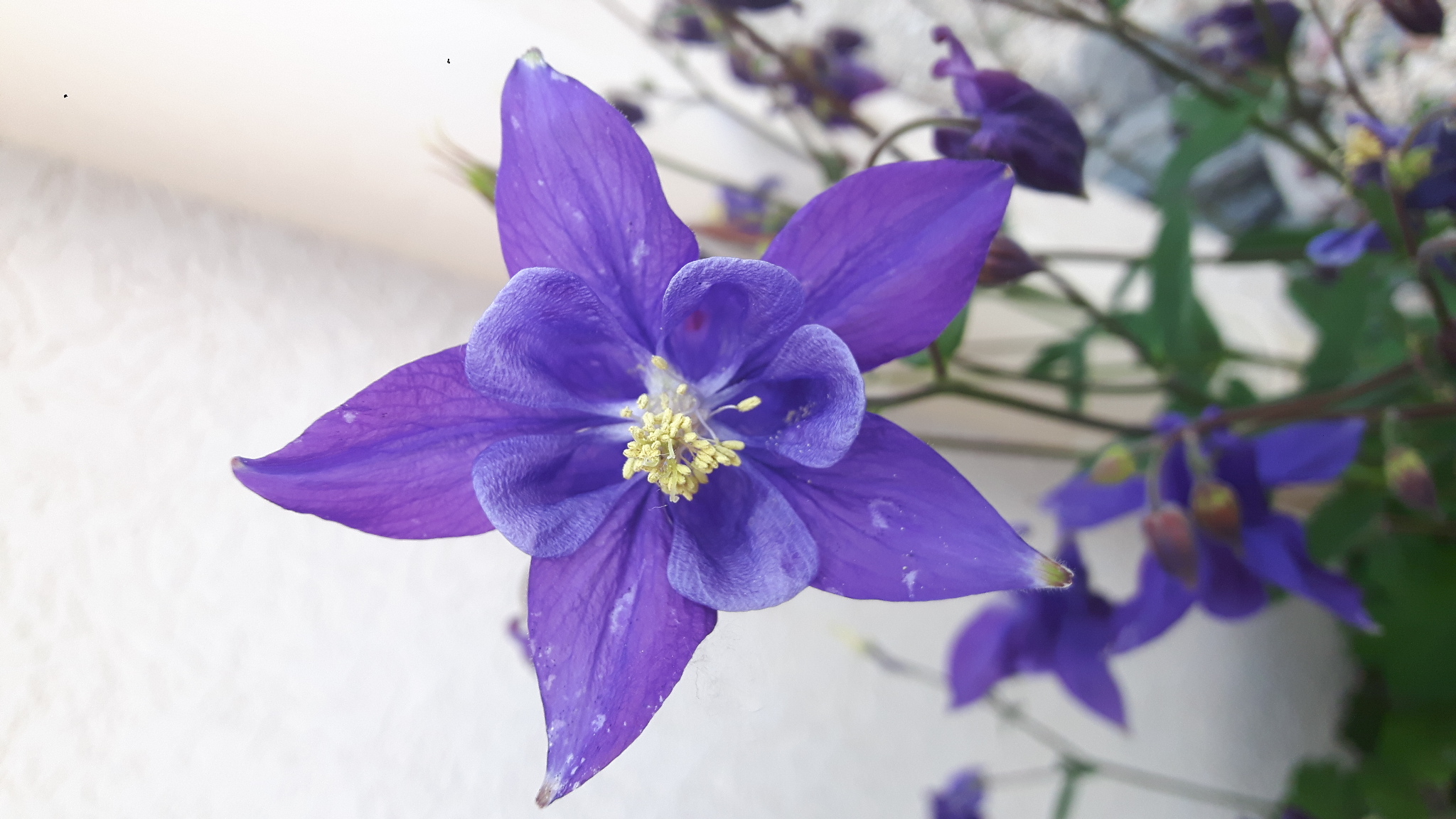 Annexe 20200426_175304.jpg