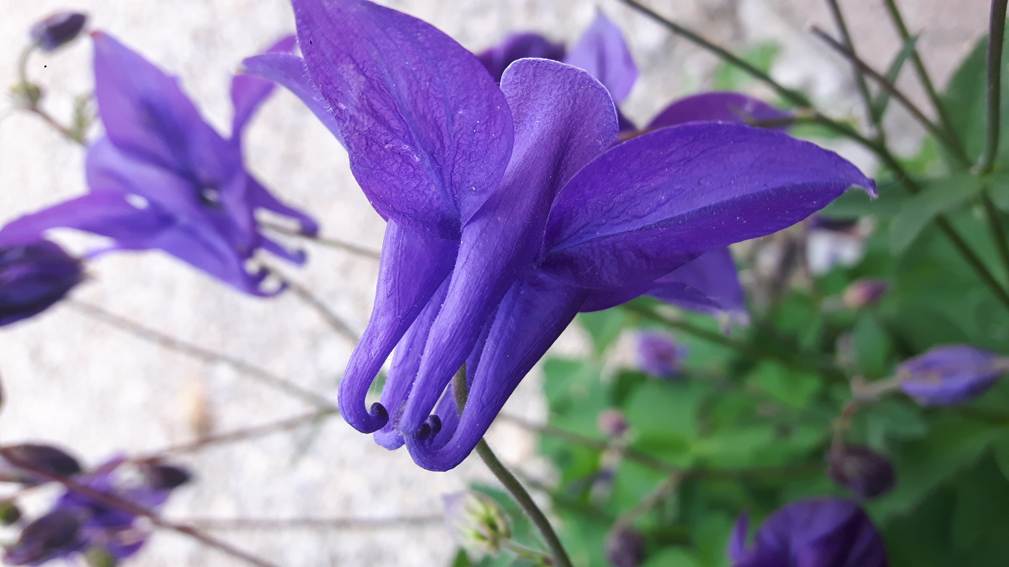 Annexe 20200426_175337.jpg