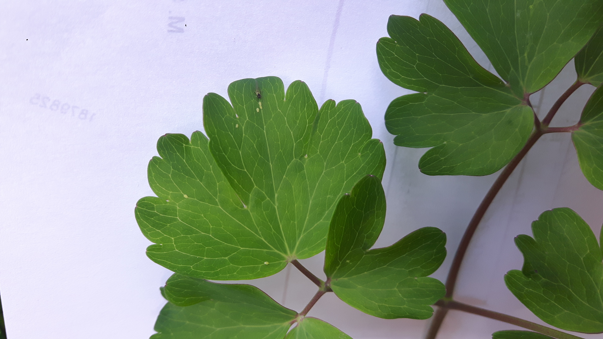 Annexe 20200426_180213.jpg