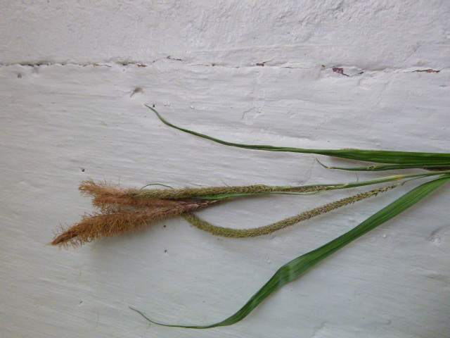 Annexe carex des bois 2.JPG