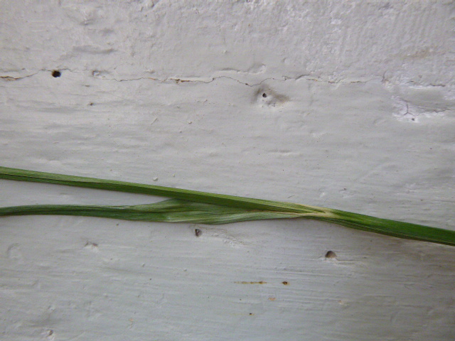 Annexe carex des bois.JPG