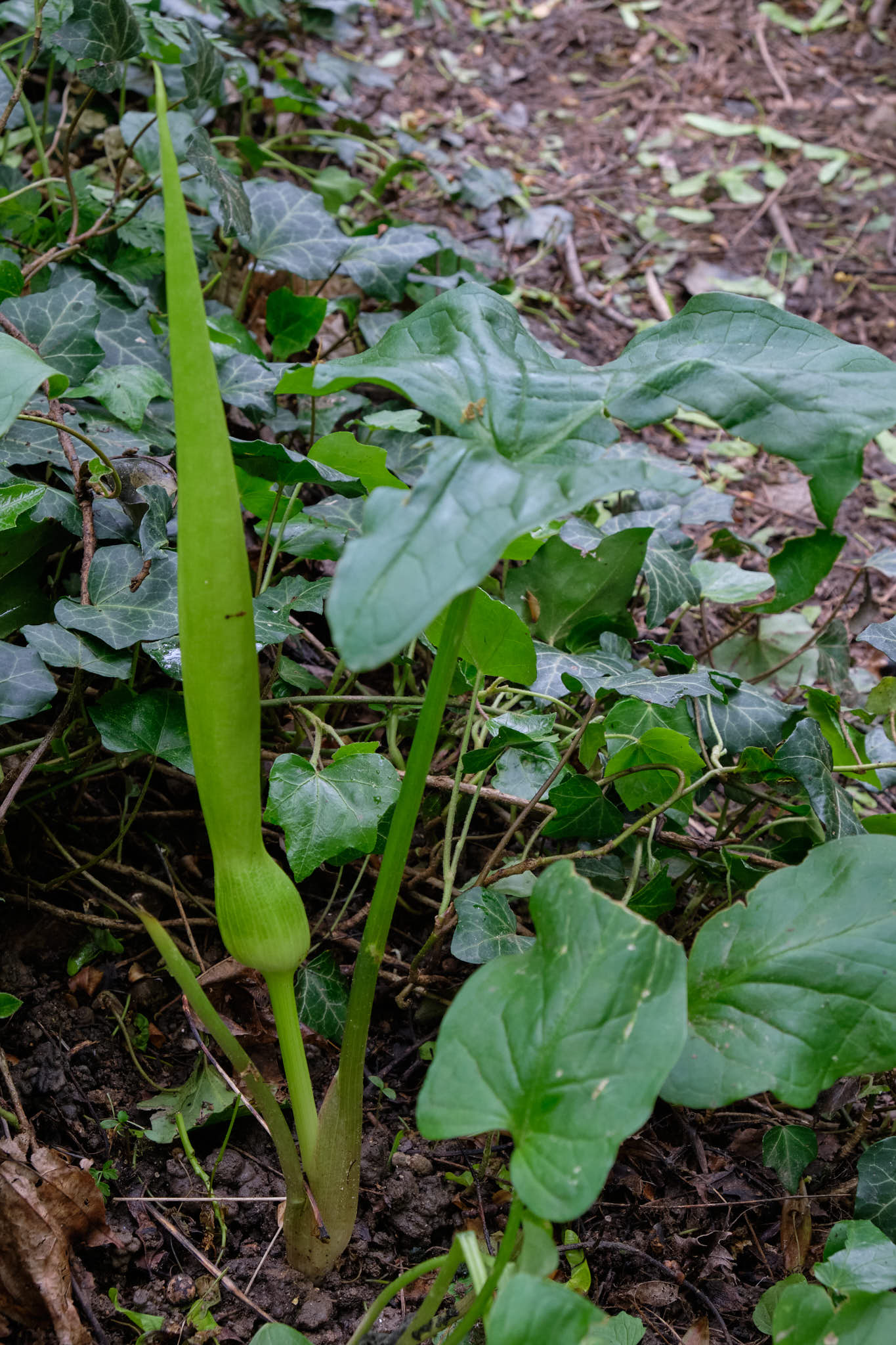 Annexe plante inconnue.jpg