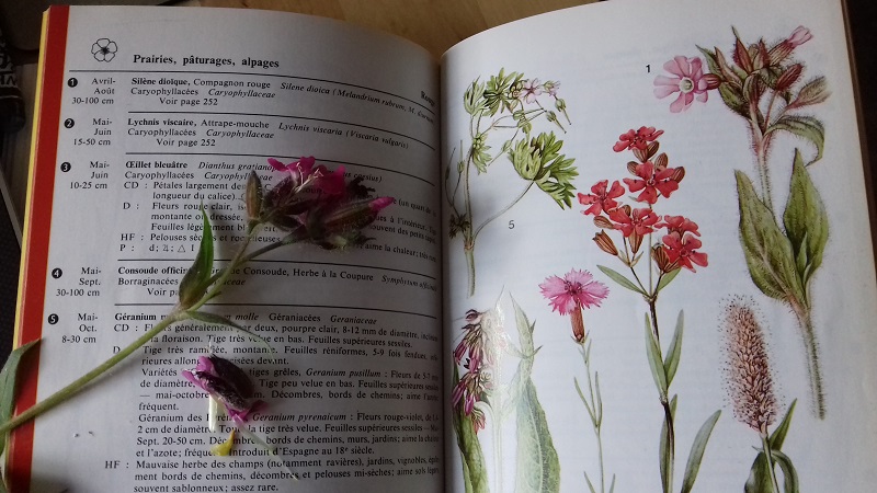 Annexe 20200428_174452.jpg