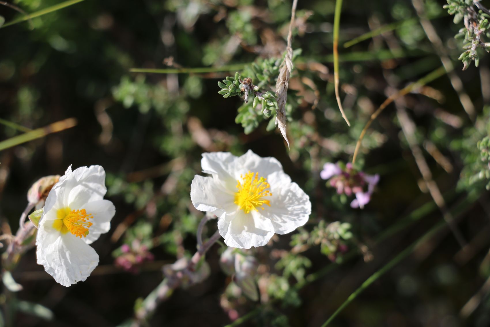 Annexe Hélianthème des apenins?.JPG