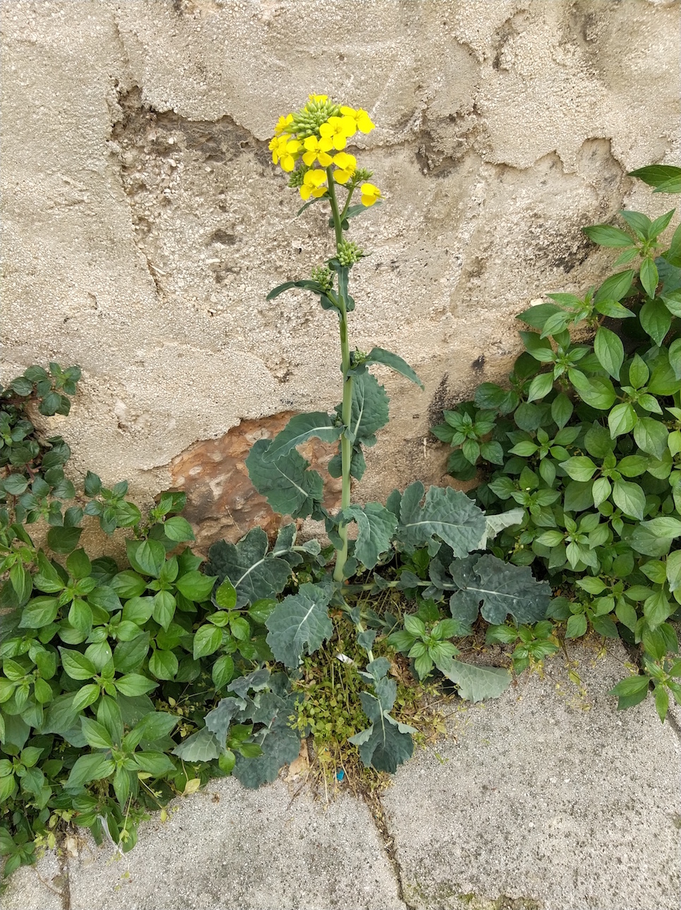 Annexe Brassica napus 1.jpg