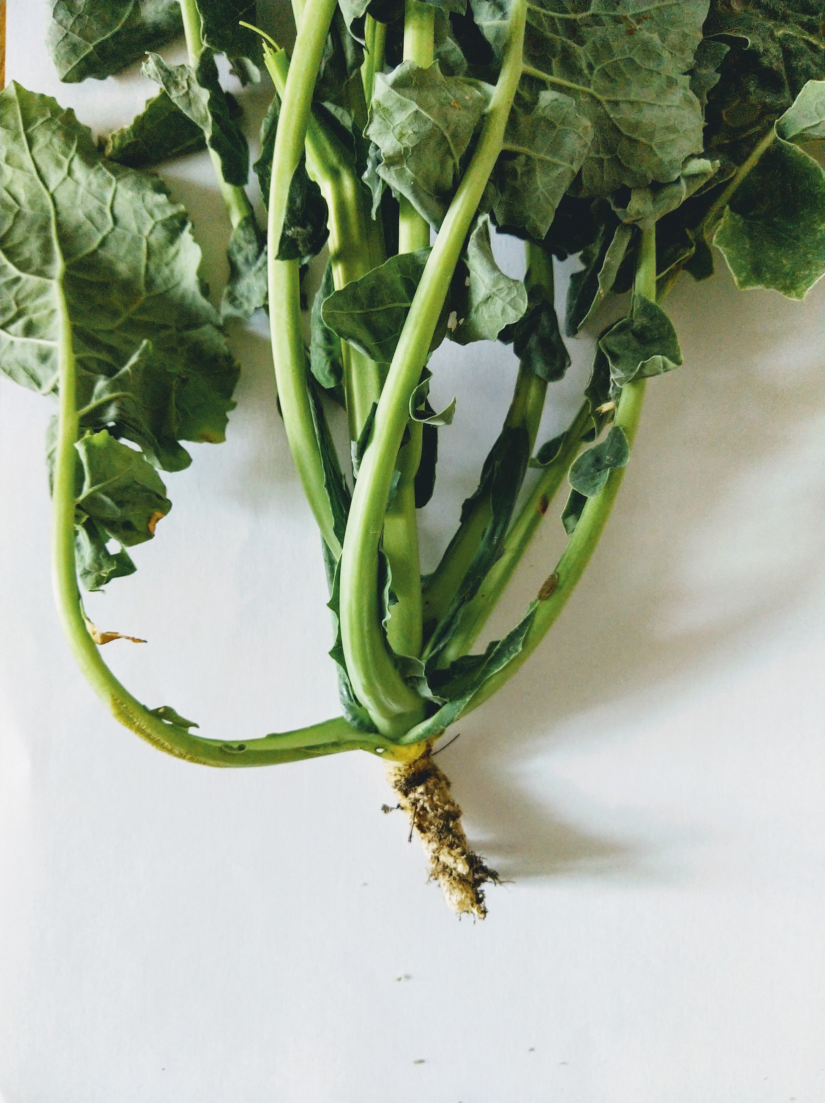 Annexe Brassica napus 3.jpg