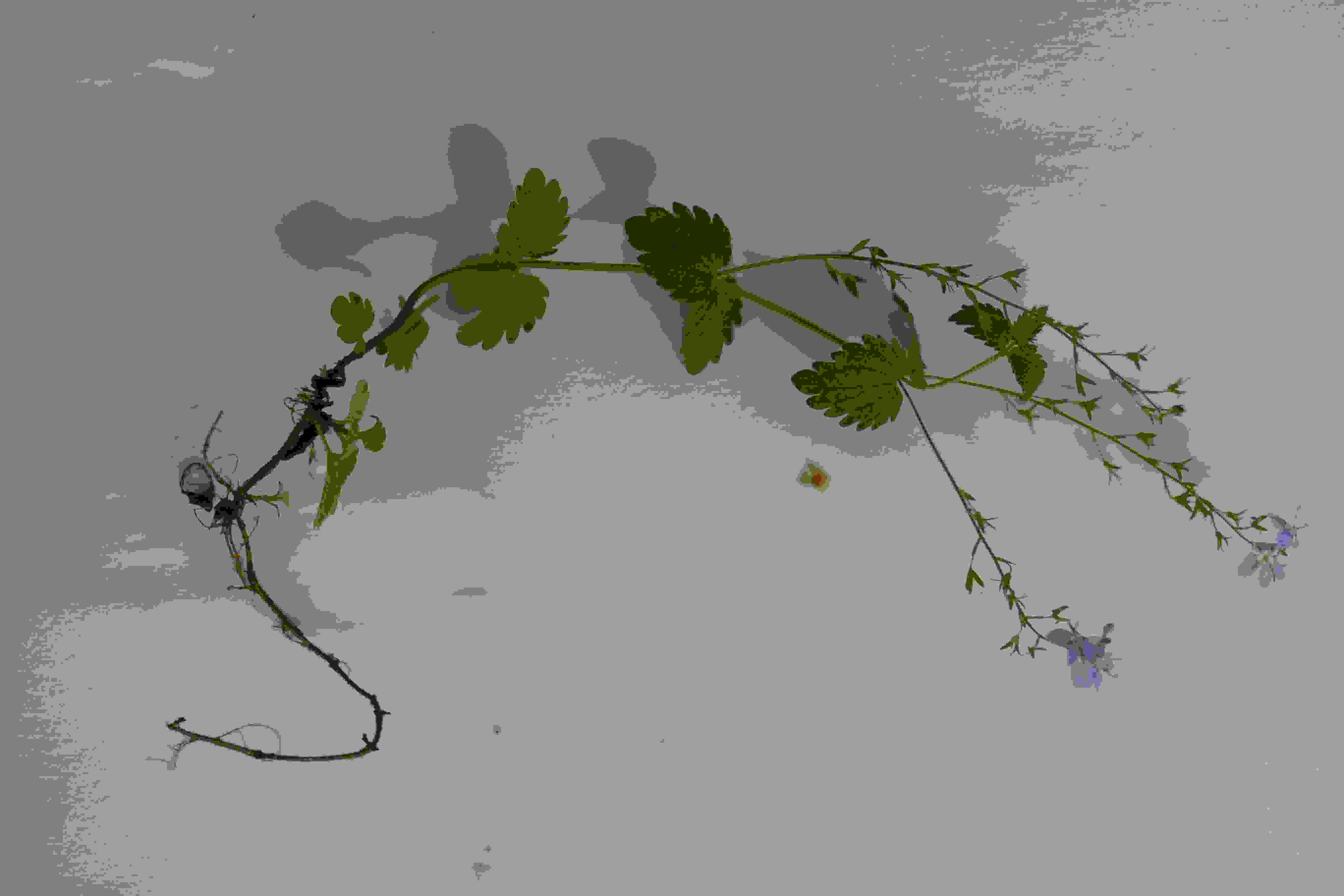 Annexe Planteentière.JPG