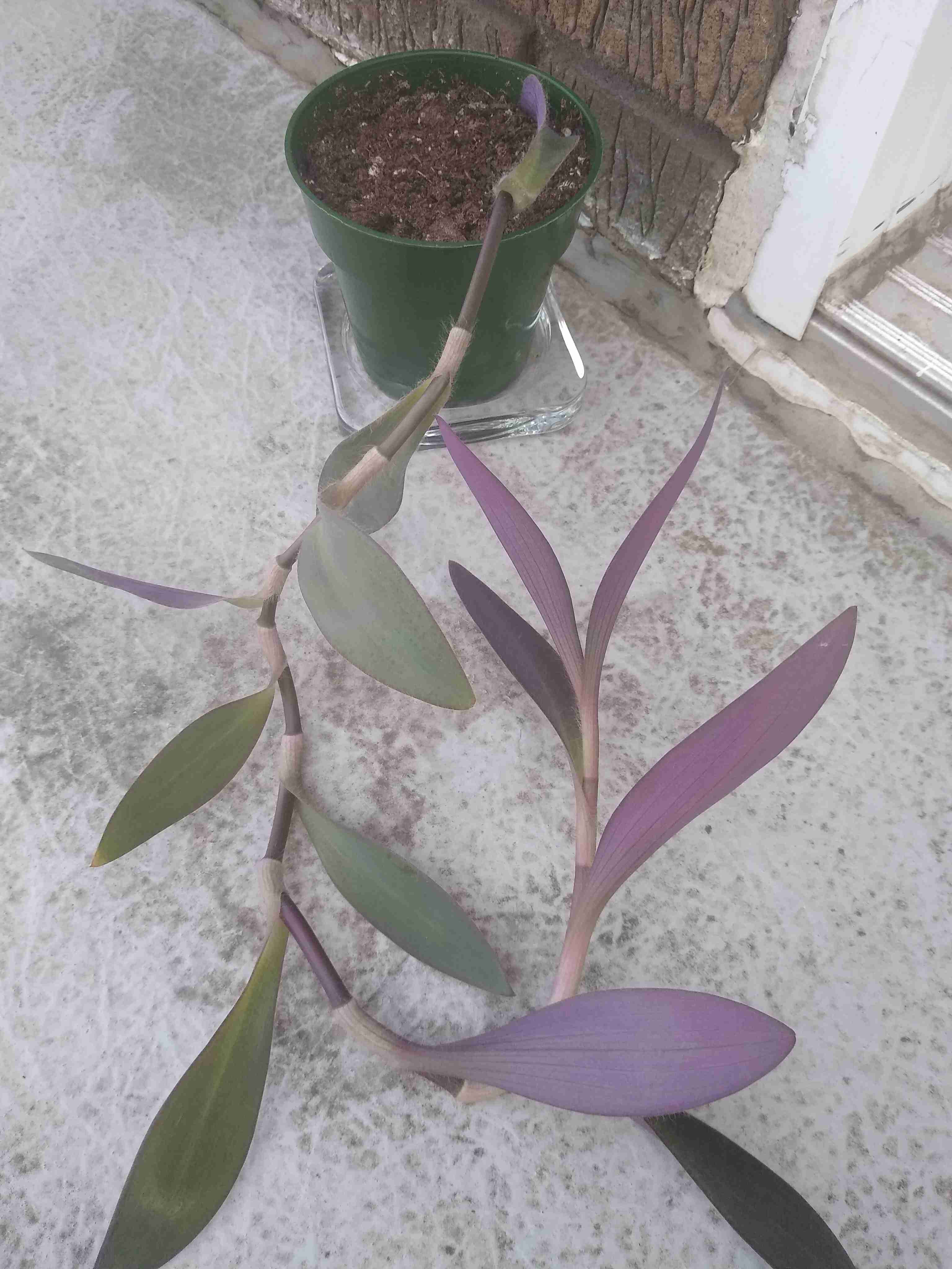 Annexe Trandescantia fluminensis(Rose) (2).jpg