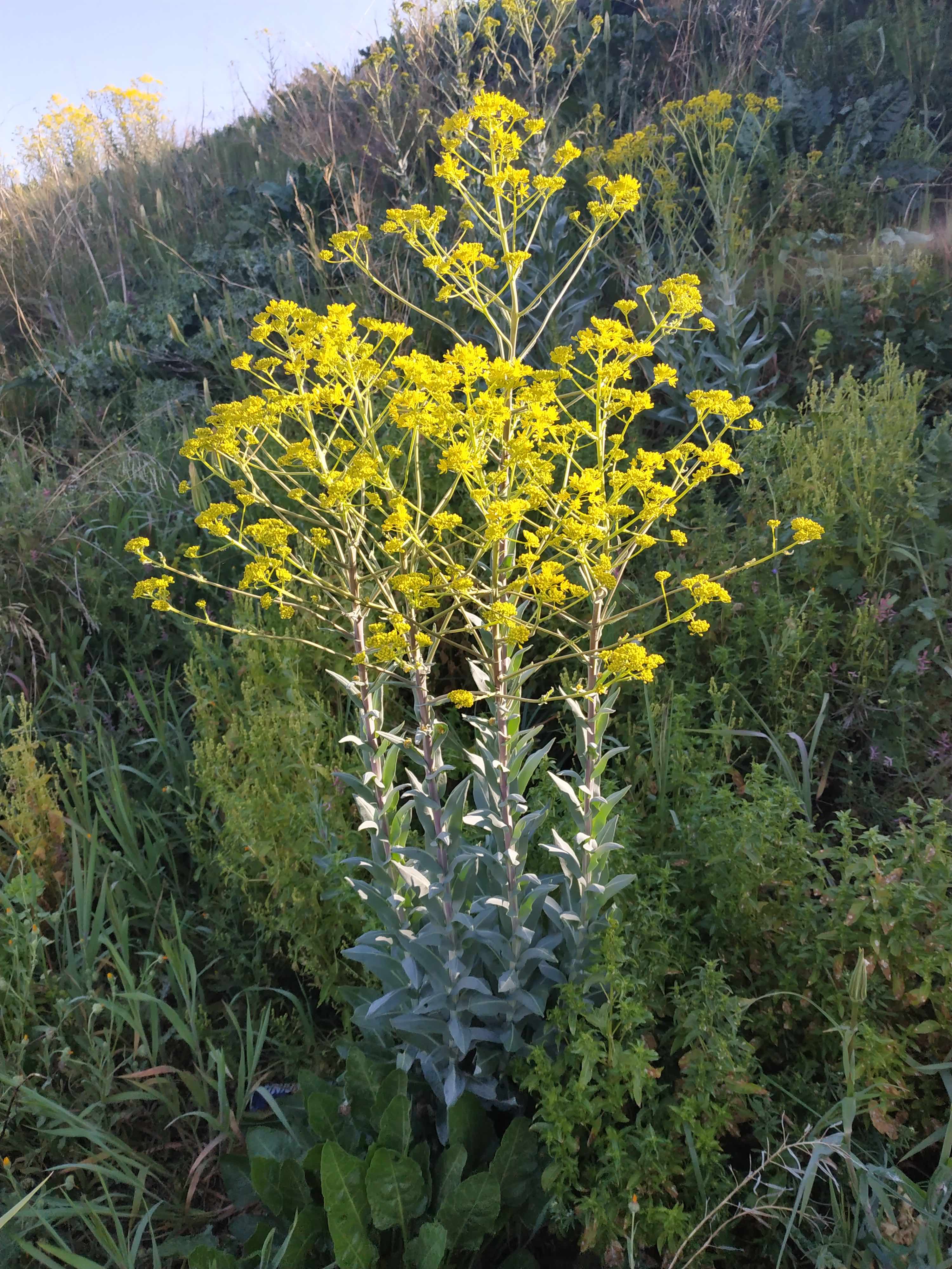 Annexe 1 - Isatis Tinctoria - Port de la plante.jpg