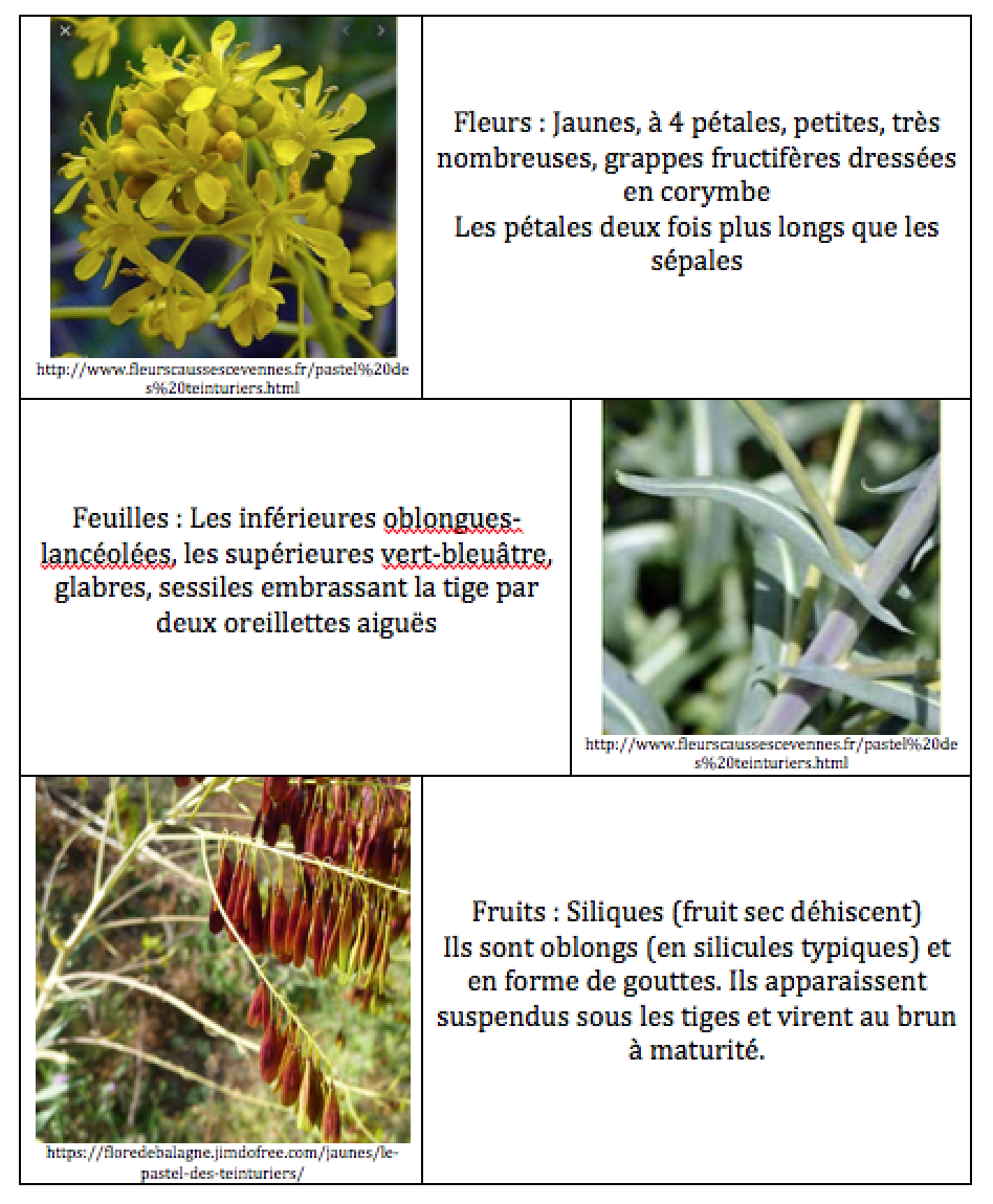 Annexe Photos Isatis Tinctoria.jpg