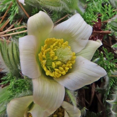 Annexe 1-3 A IMG_9605 (Small).JPG