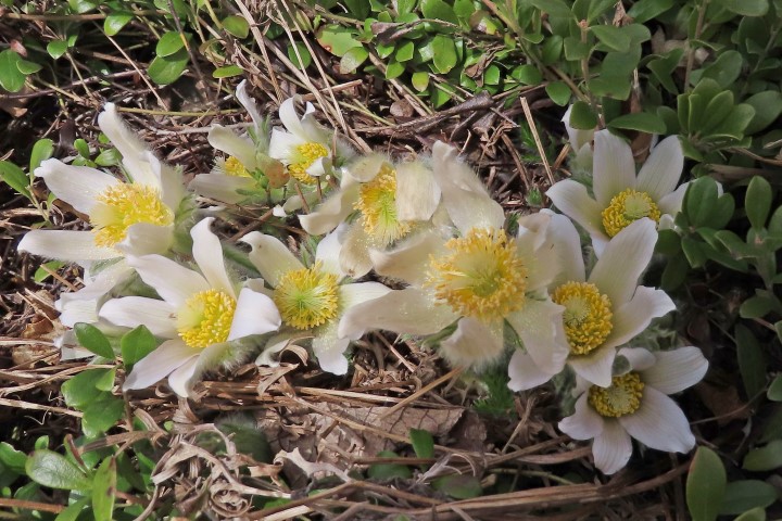 Annexe 1-1 A IMG_9594 (Small).JPG