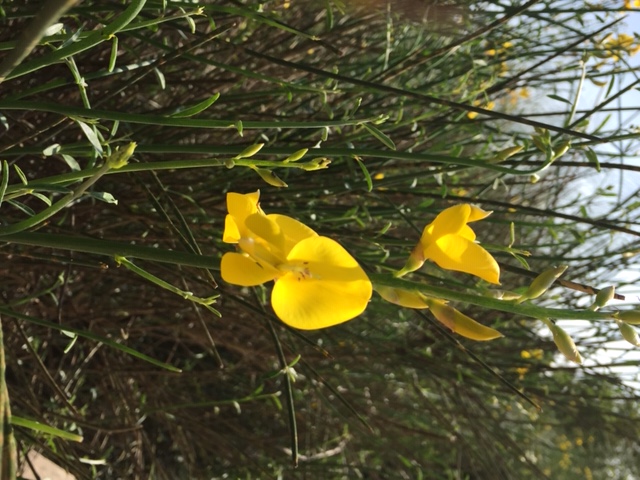 Annexe Spartium junceum1.JPG