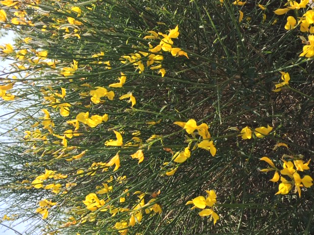 Annexe Spartium junceum3.JPG