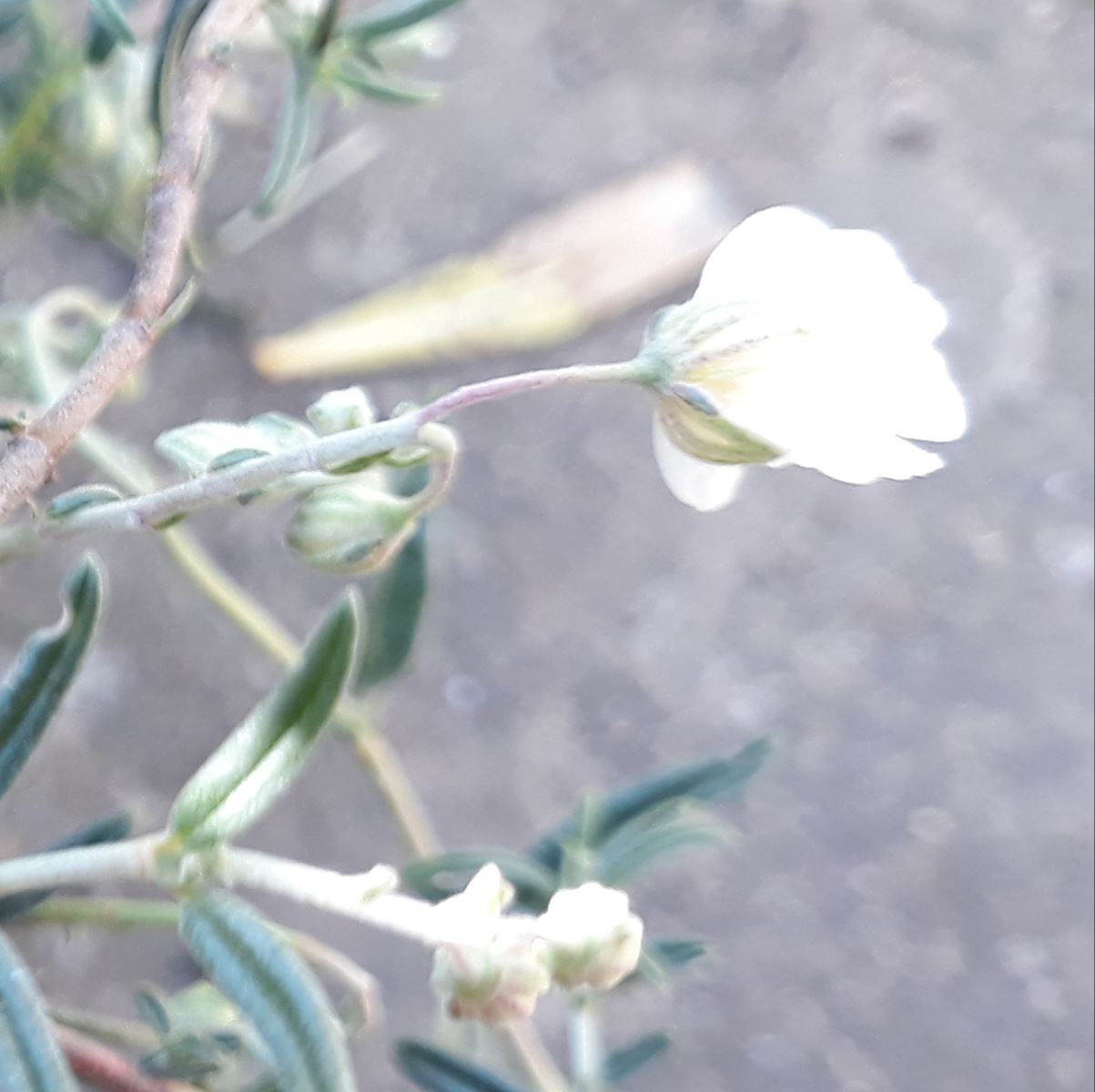 Annexe Helianthemum calice.jpg