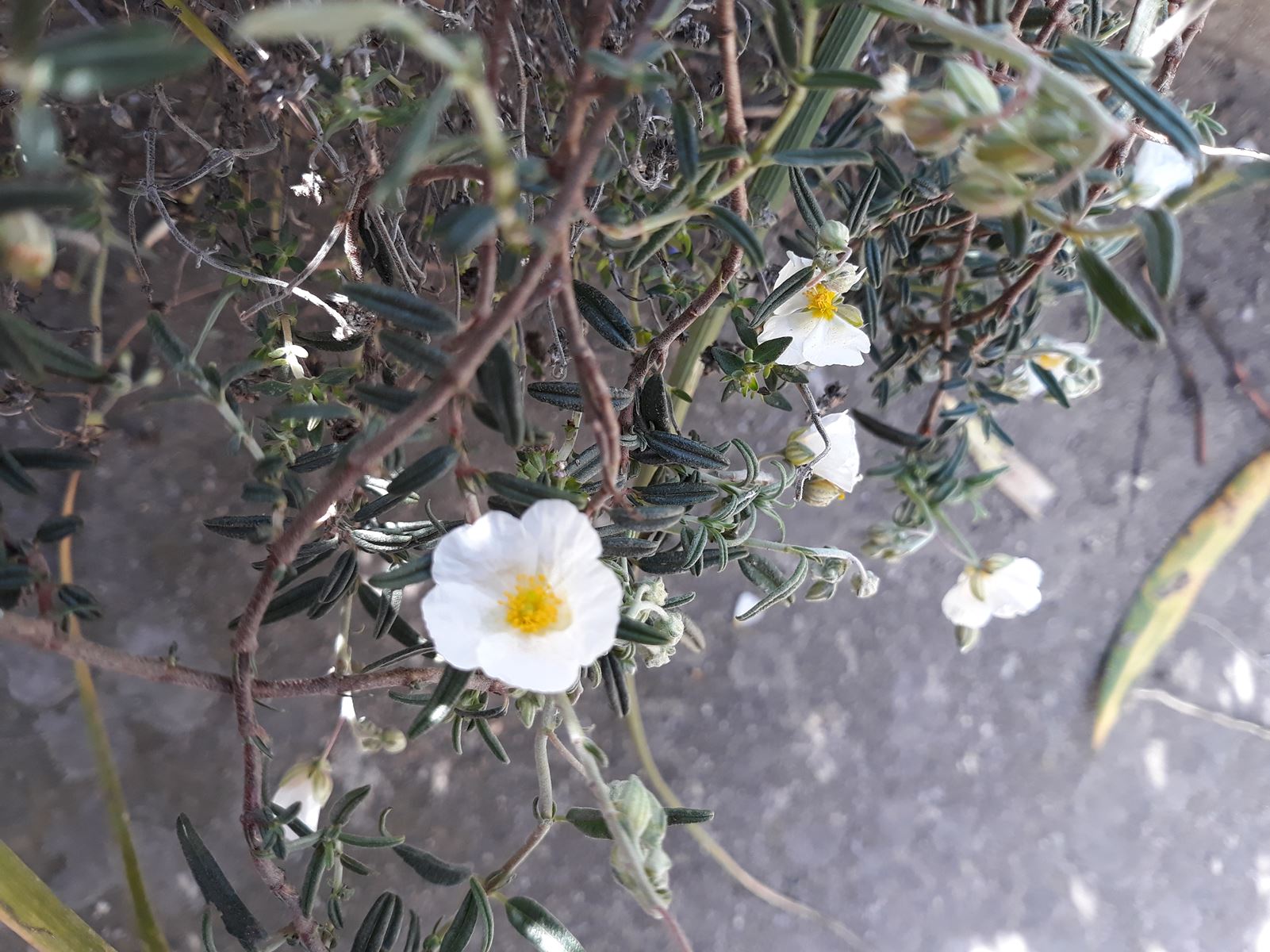 Annexe Helianthemum corolle.jpg