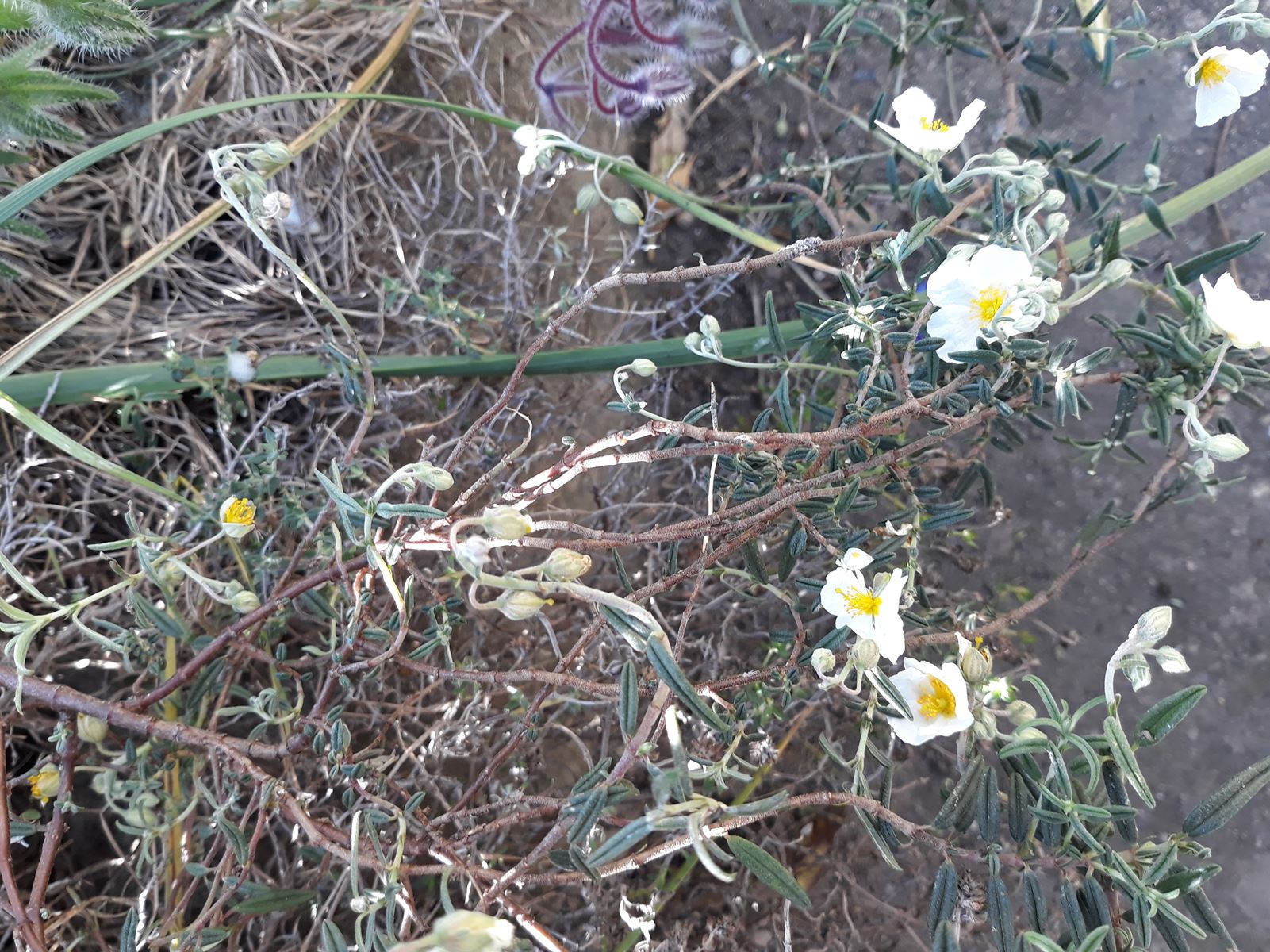 Annexe Helianthemum.jpg