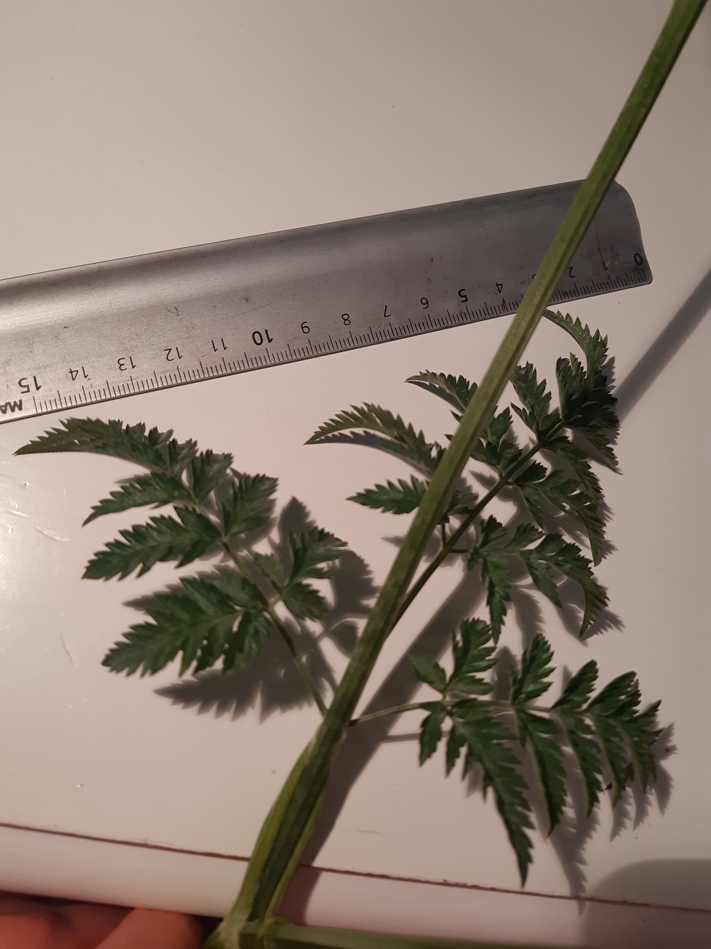 Annexe Anthriscus sylvestris (Cerfeuil Sauvage) - Feuille.jpg