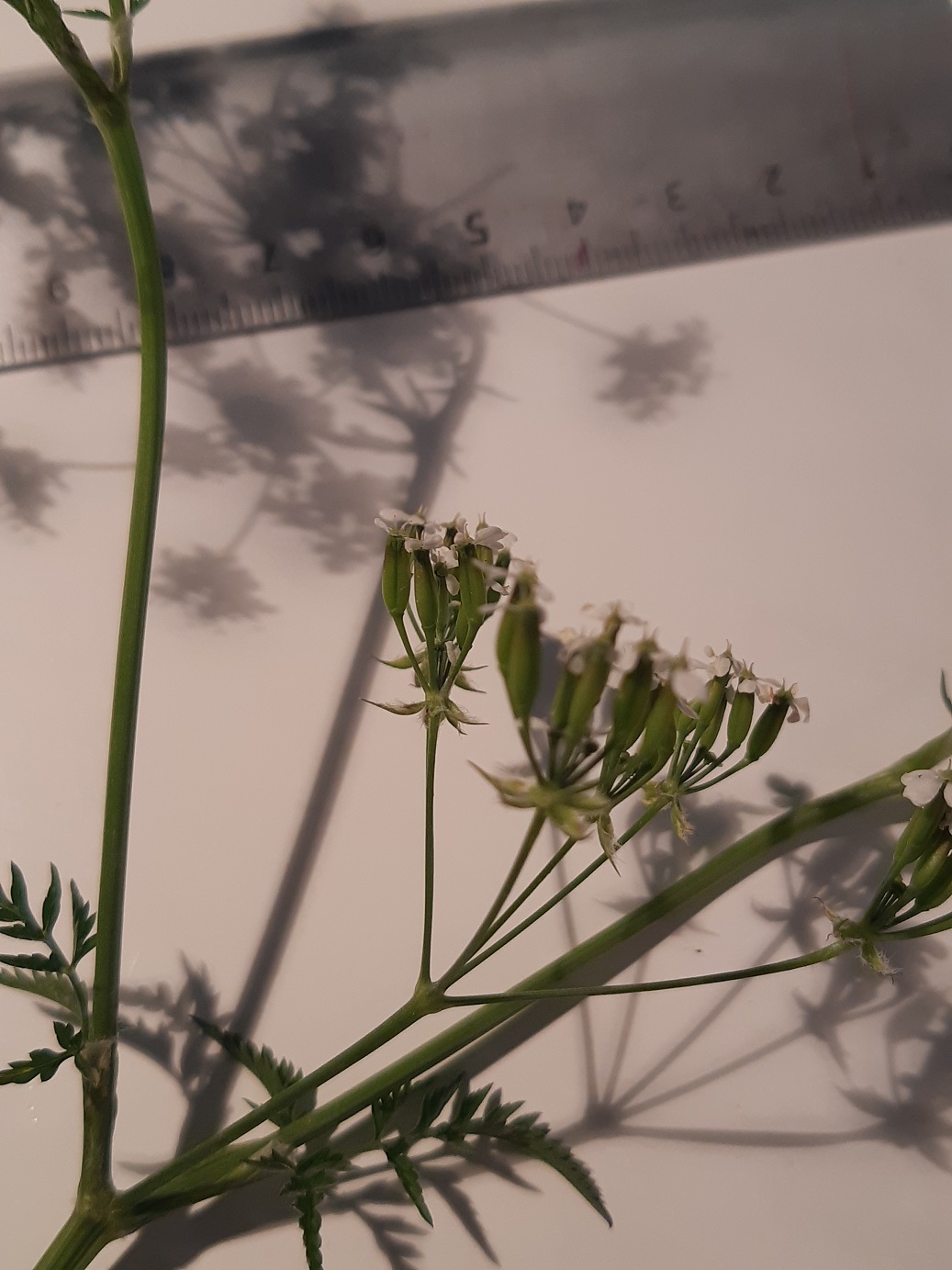 Annexe Anthriscus sylvestris (Cerfeuil Sauvage) - Fruit.jpg