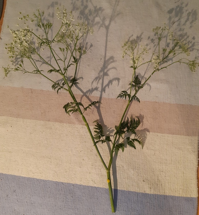 Annexe Anthriscus sylvestris (Cerfeuil Sauvage) - Tige.jpg