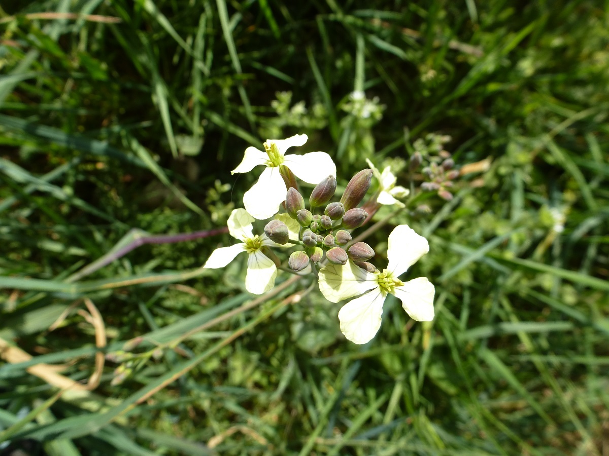 Annexe brassicaceae_indéterminée.jpg