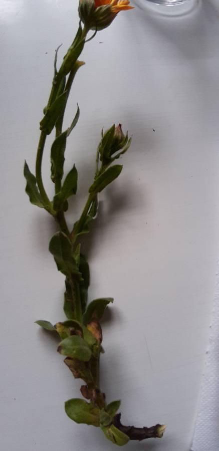 Annexe asteraceae à dét.jpg