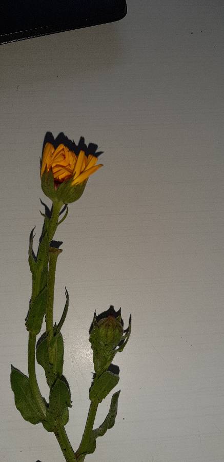 Annexe asteraceae à dét2.jpg