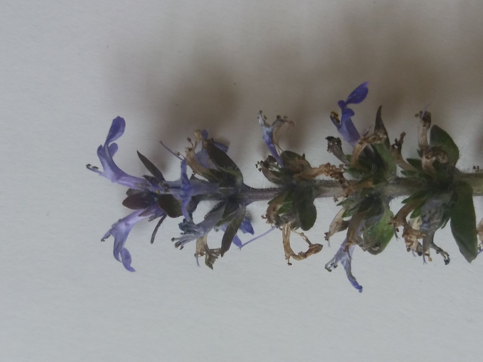 Annexe bugle20200428_172908(3).jpg