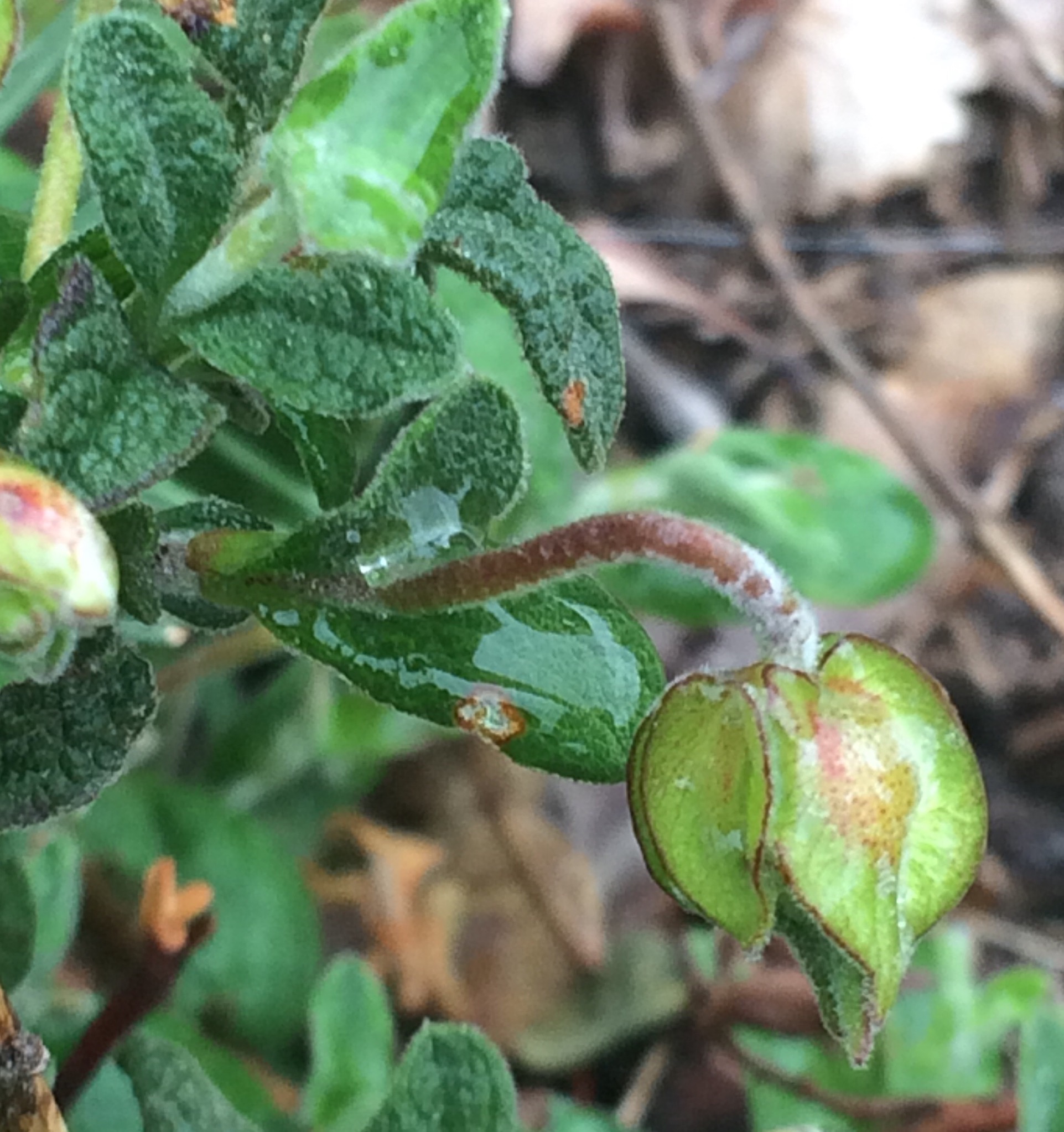 Annexe A99255B7-0F9B-4411-95CF-EB1BF01BB38D.jpeg