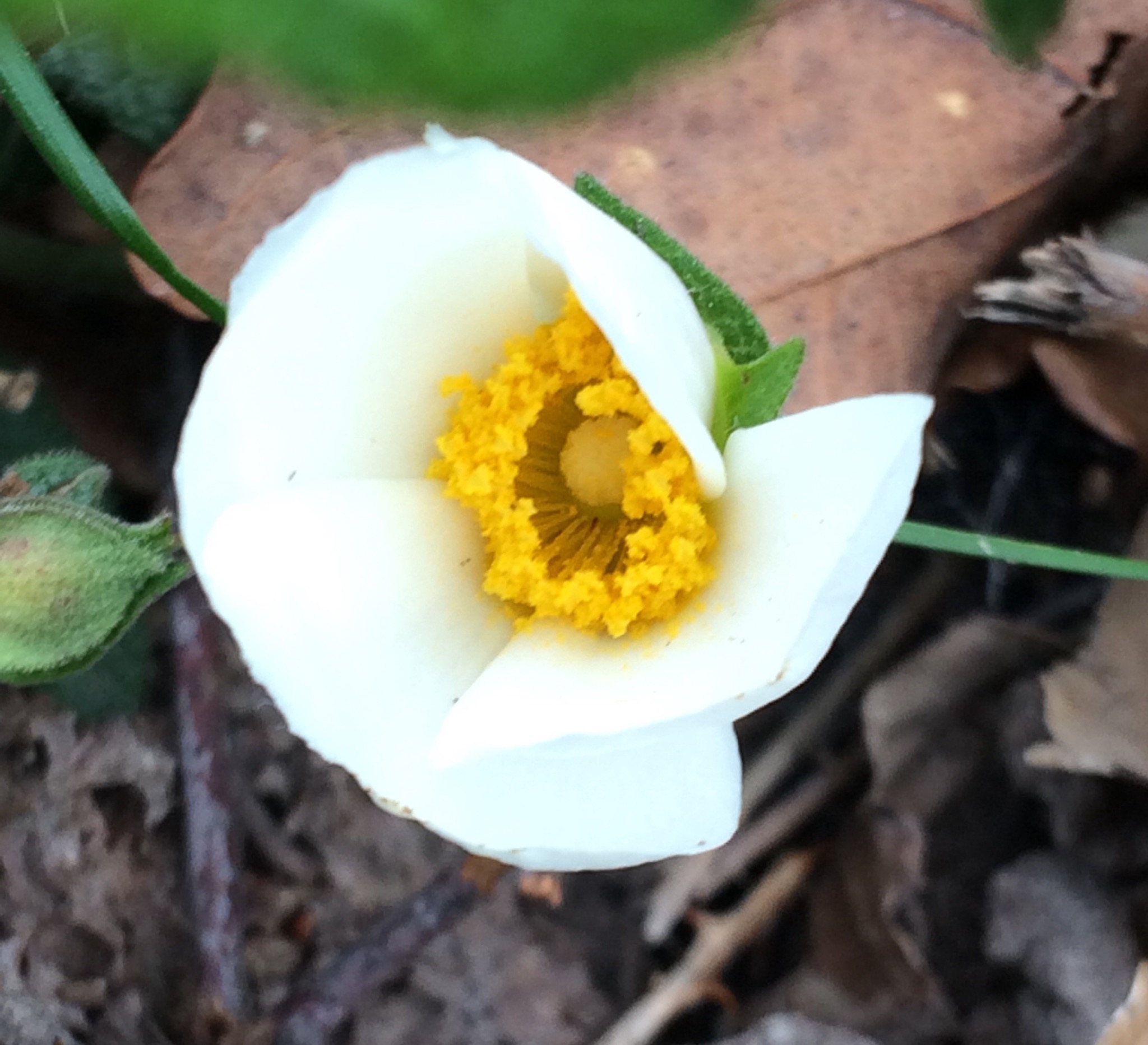 Annexe DFB9ED2D-AD27-4FB4-822E-59FFF55068A4.jpeg