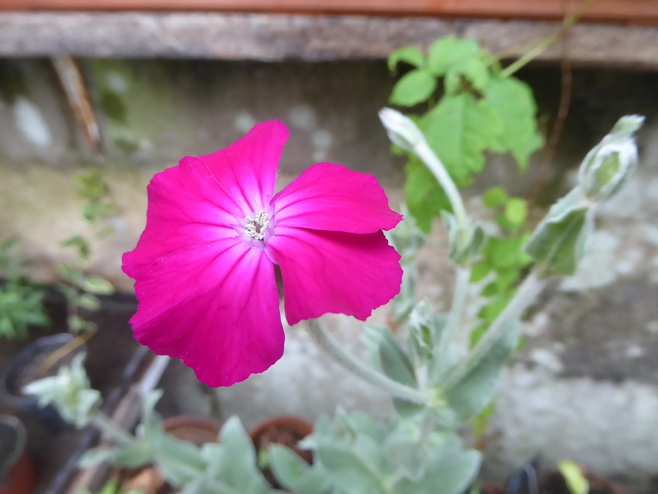 Annexe coquelourde-Silene-coronaria-20200501-51kleber-1-reduit.jpg