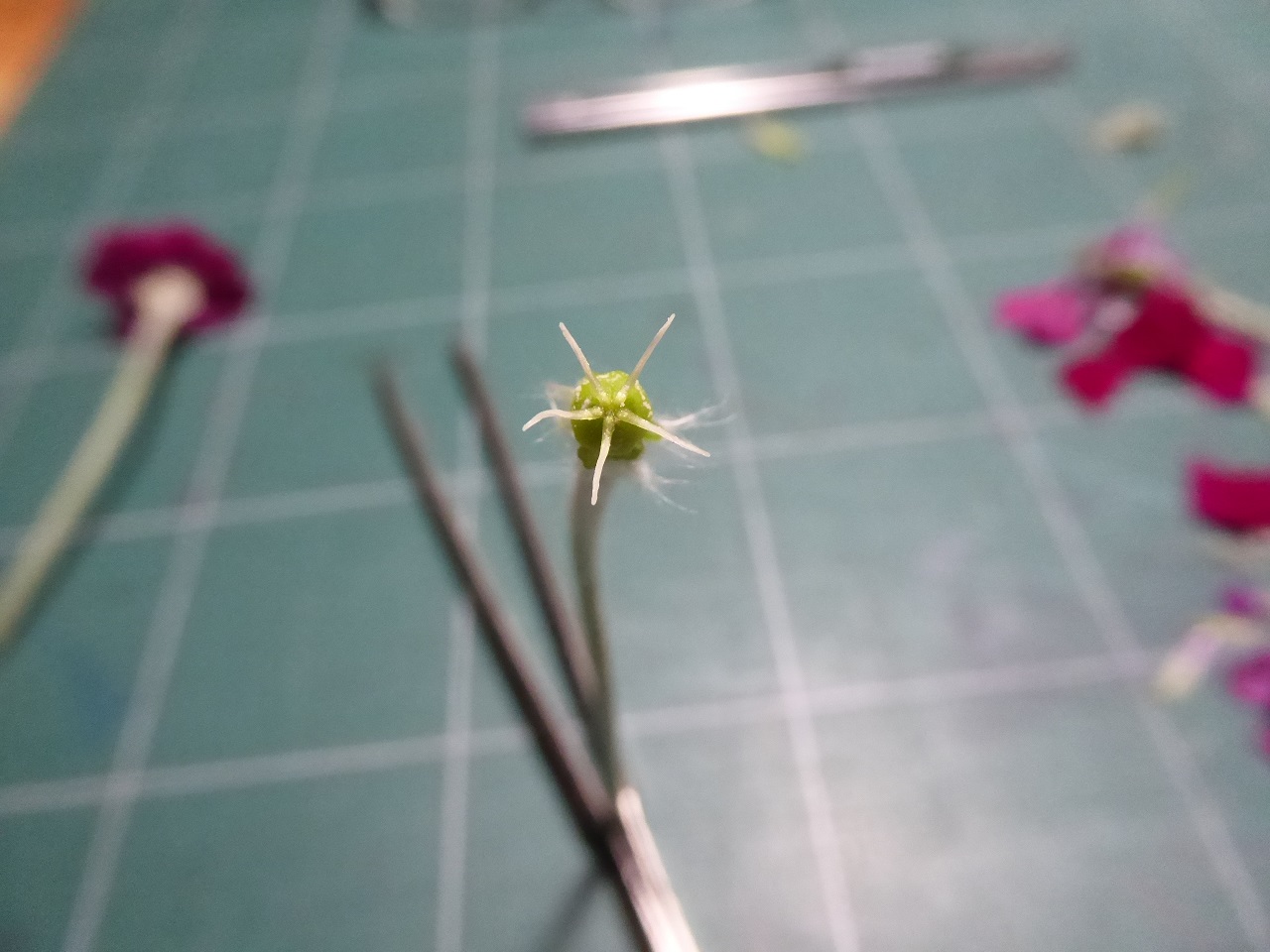 Annexe coquelourde-Silene-coronaria-20200501-51kleber-10-reduit.jpg