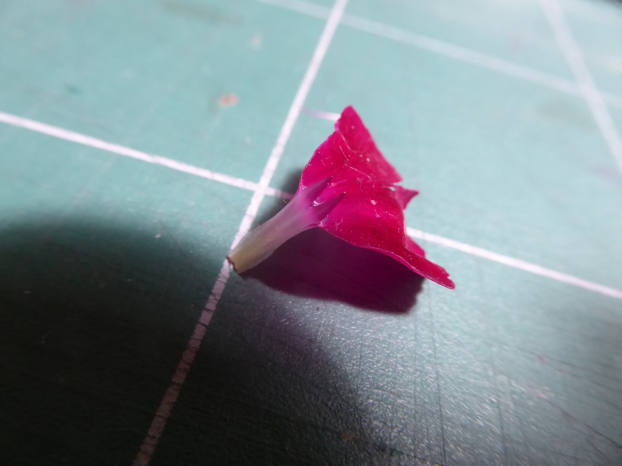 Annexe coquelourde-Silene-coronaria-20200501-51kleber-8-reduit.jpg