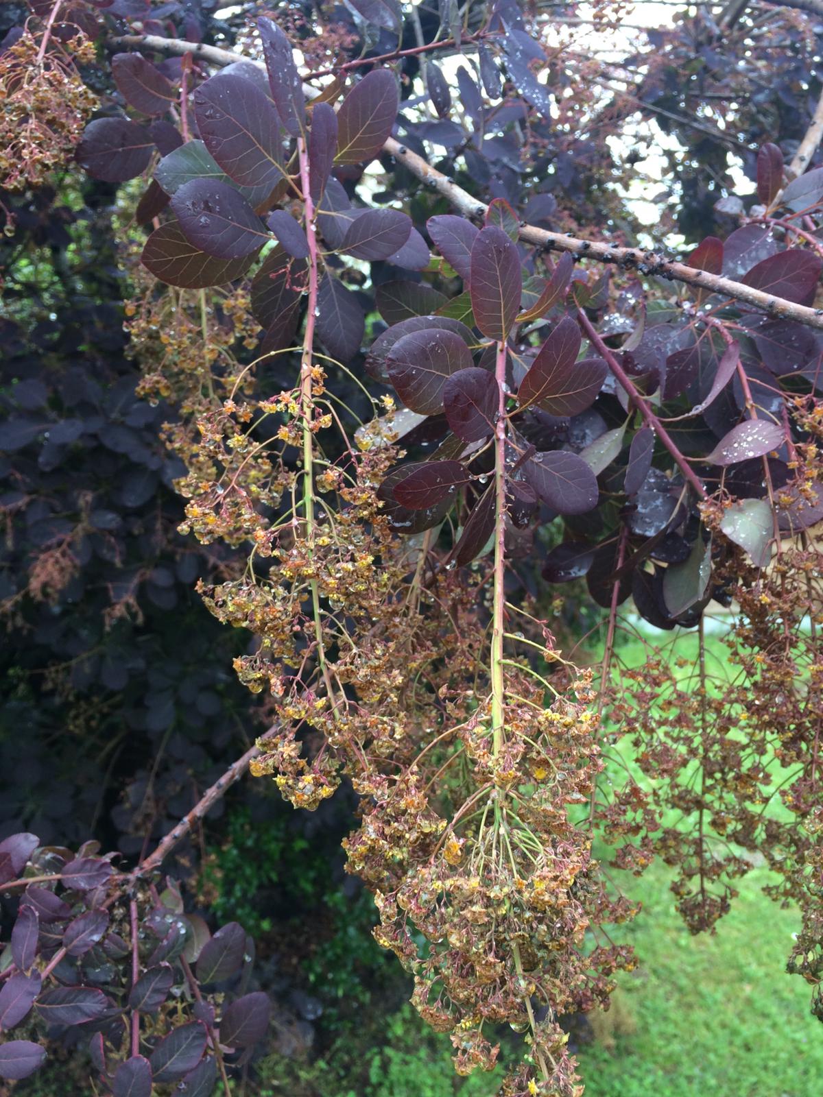 Annexe WhatsApp Image 2020-05-02 at 12.16.48.jpeg