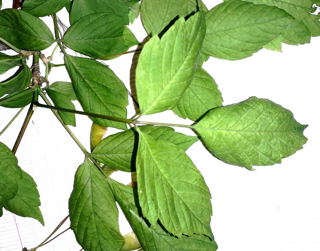 Annexe Feuilles opposées à folioles.jpg