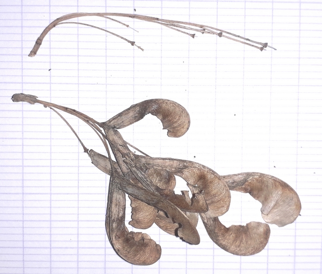 Annexe disamares-secs.jpg