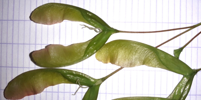 Annexe disamares.jpg