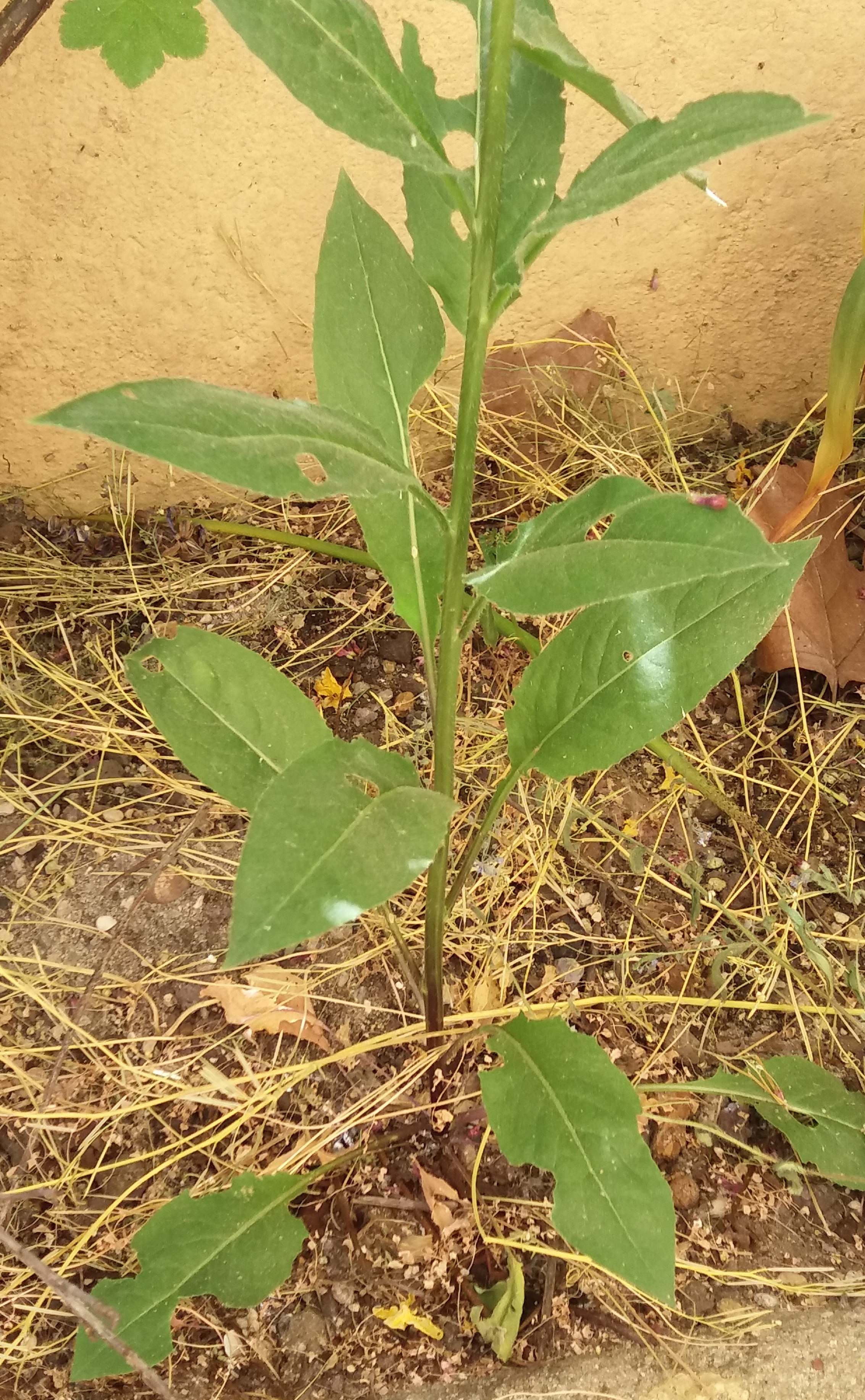 Annexe 120200425_134608.jpg