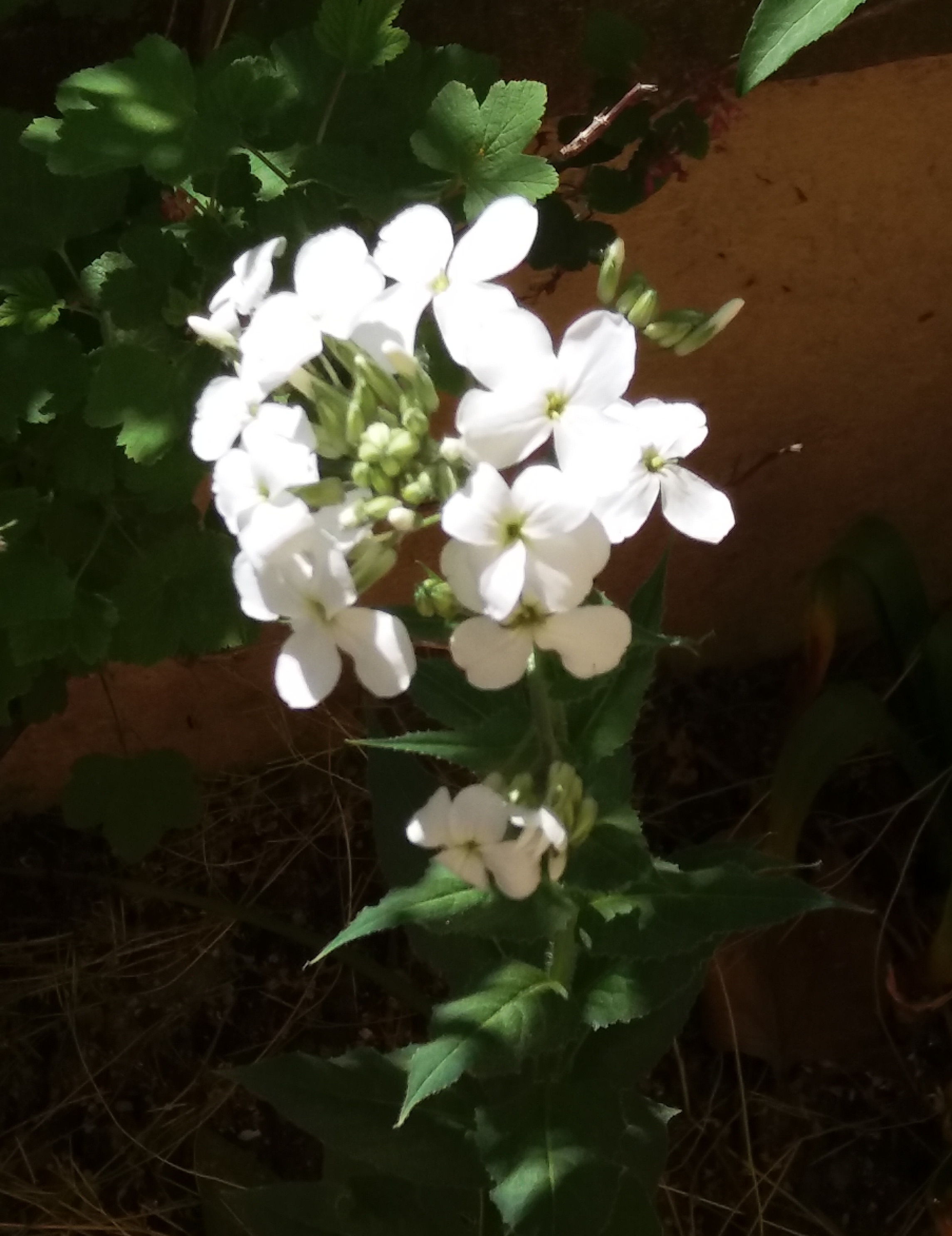 Annexe 20200425_134557.jpg