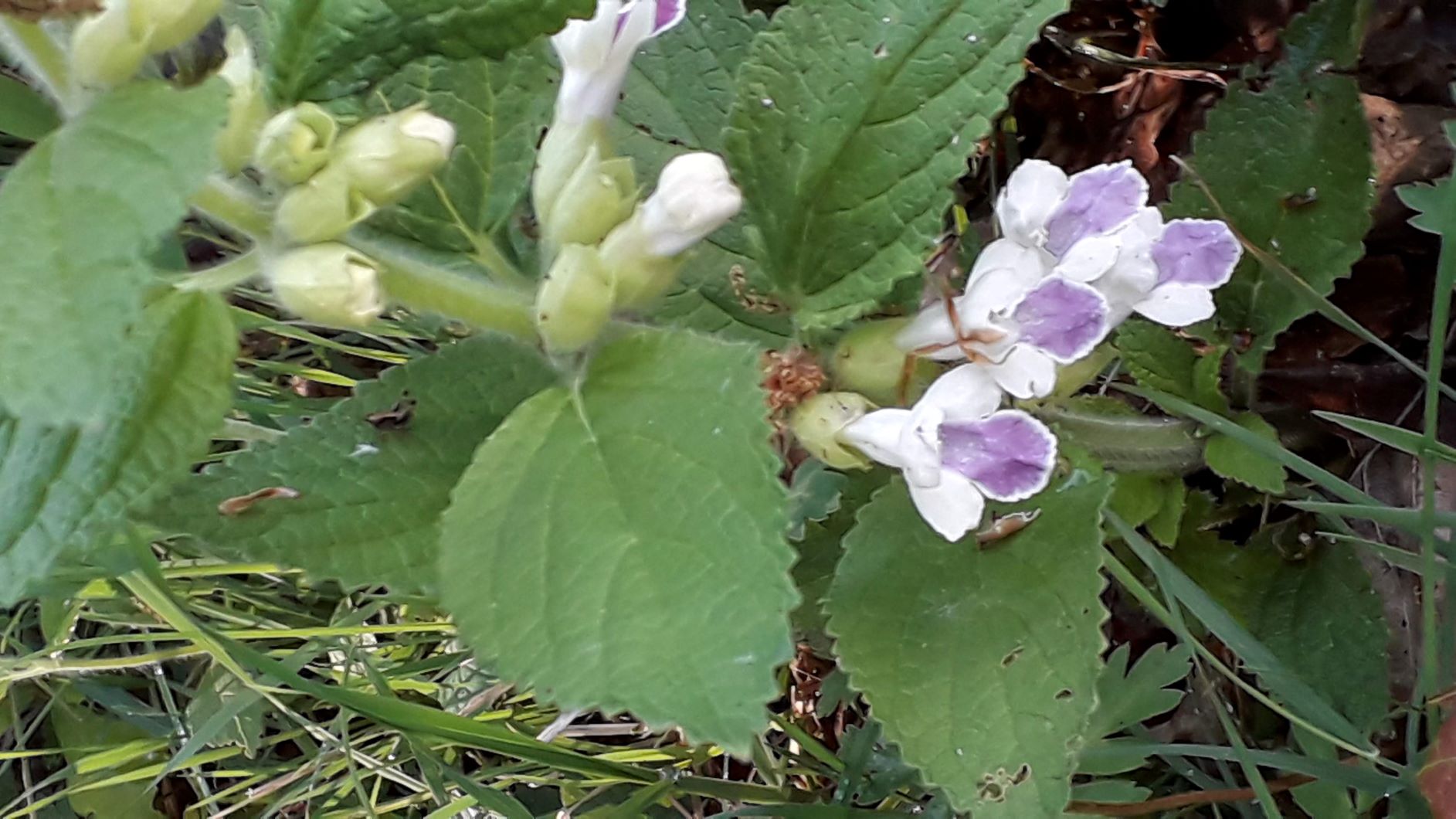 Annexe 20200501_180900.jpg