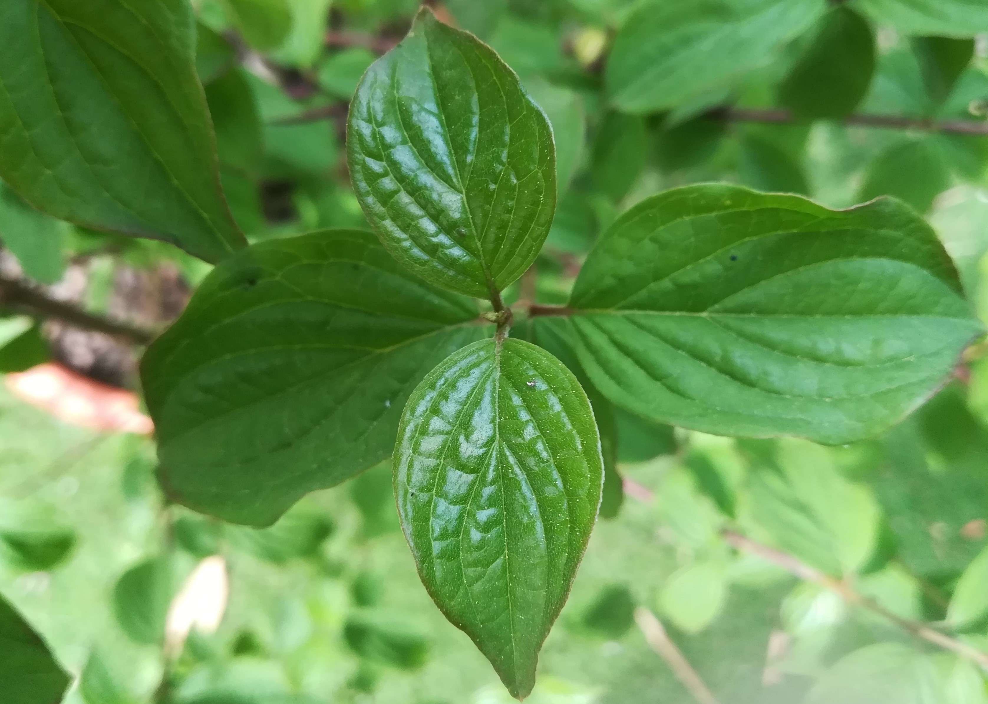 Annexe IMG_20200417_162638 (6).jpg