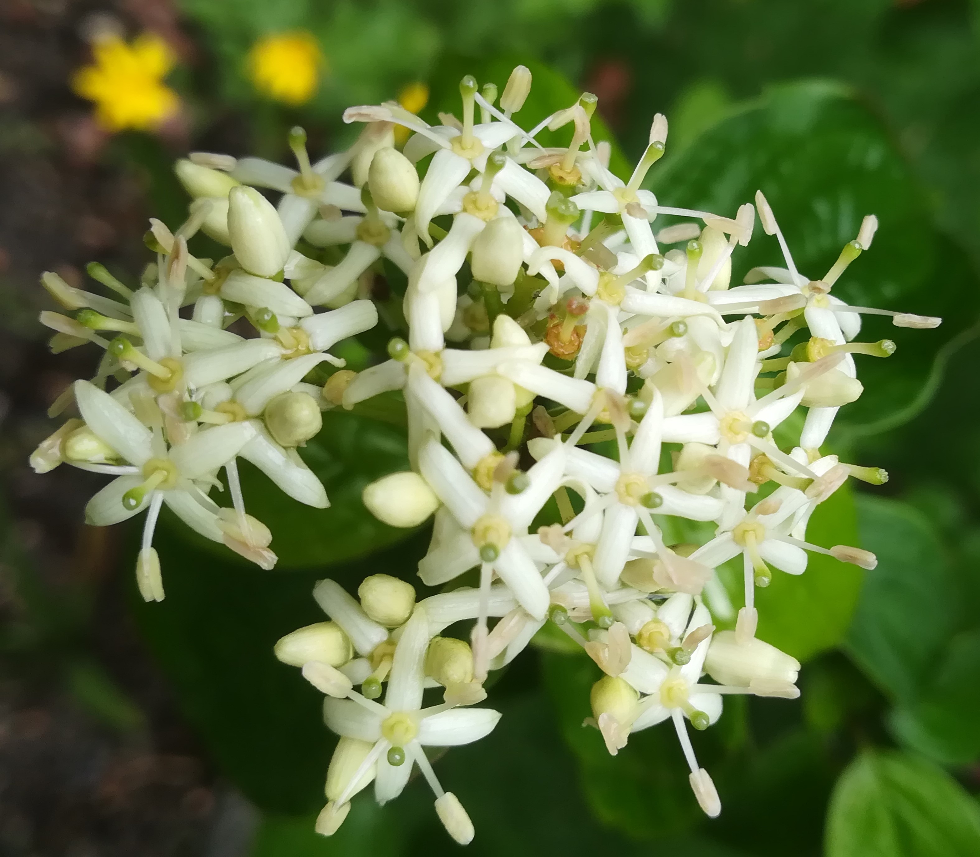 Annexe IMG_20200502_133912 (2).jpg