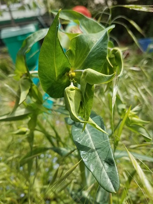 Annexe 20200502_151014bd.jpg